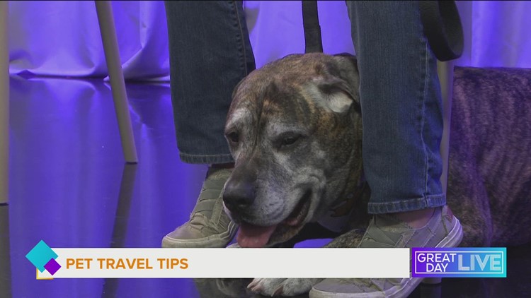 Pet travel tips