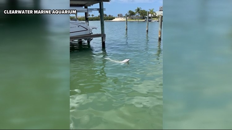 What's that in the water? Rare white dolphin makes appearance in Clearwater