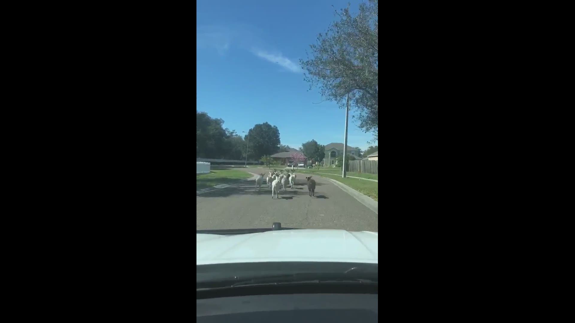 A Hillsborough County deputy rounds up 13 loose goats.