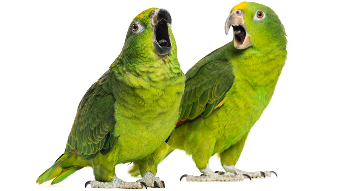 florida-deputies-respond-after-parrot-screams-let-me-out-wtsp