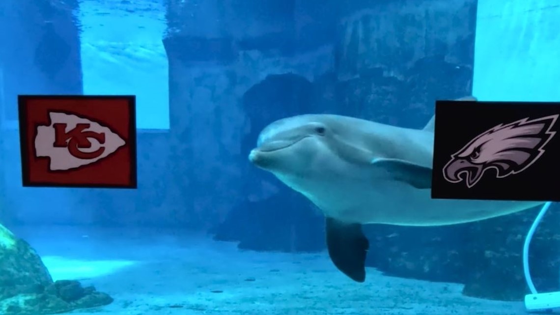 Flipper the dolphin is a perfect 4-0 in college football bowl picks