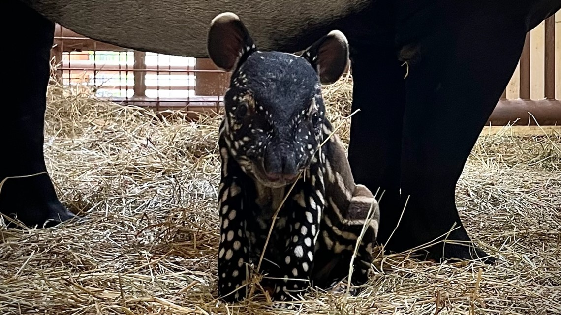 Endangered baby animal born at ZooTampa | wtsp.com