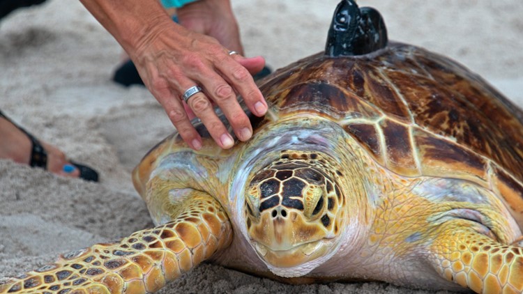 Sea turtle hit by car in Brevard County, Florida | wtsp.com
