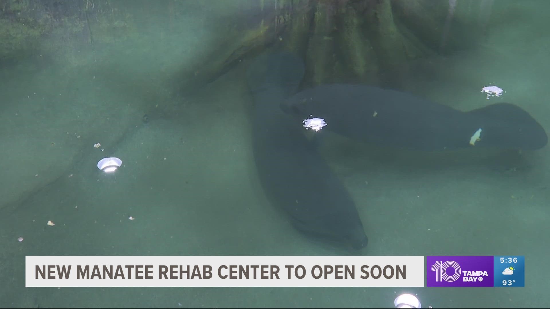 Florida Fish and Wildlife officials say fewer manatees have died this year but starvation is still a big problem.