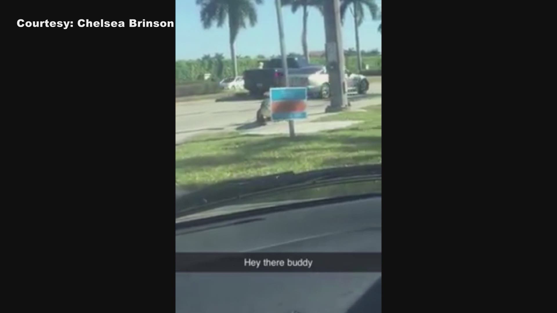 A driver was surprised to see a gator taking a leisurely stroll down the sidewalk in Fort Myers.