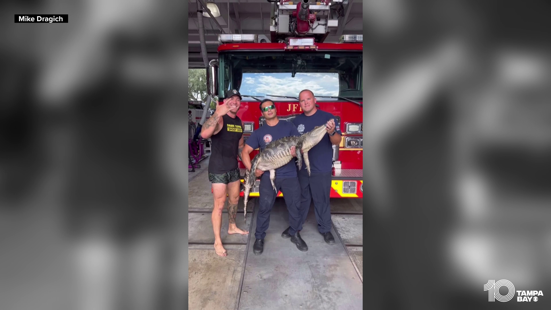 Mike Dragich, a licensed alligator trapper, chased the gator around before getting on top of it to close its mouth and remove it from the station.