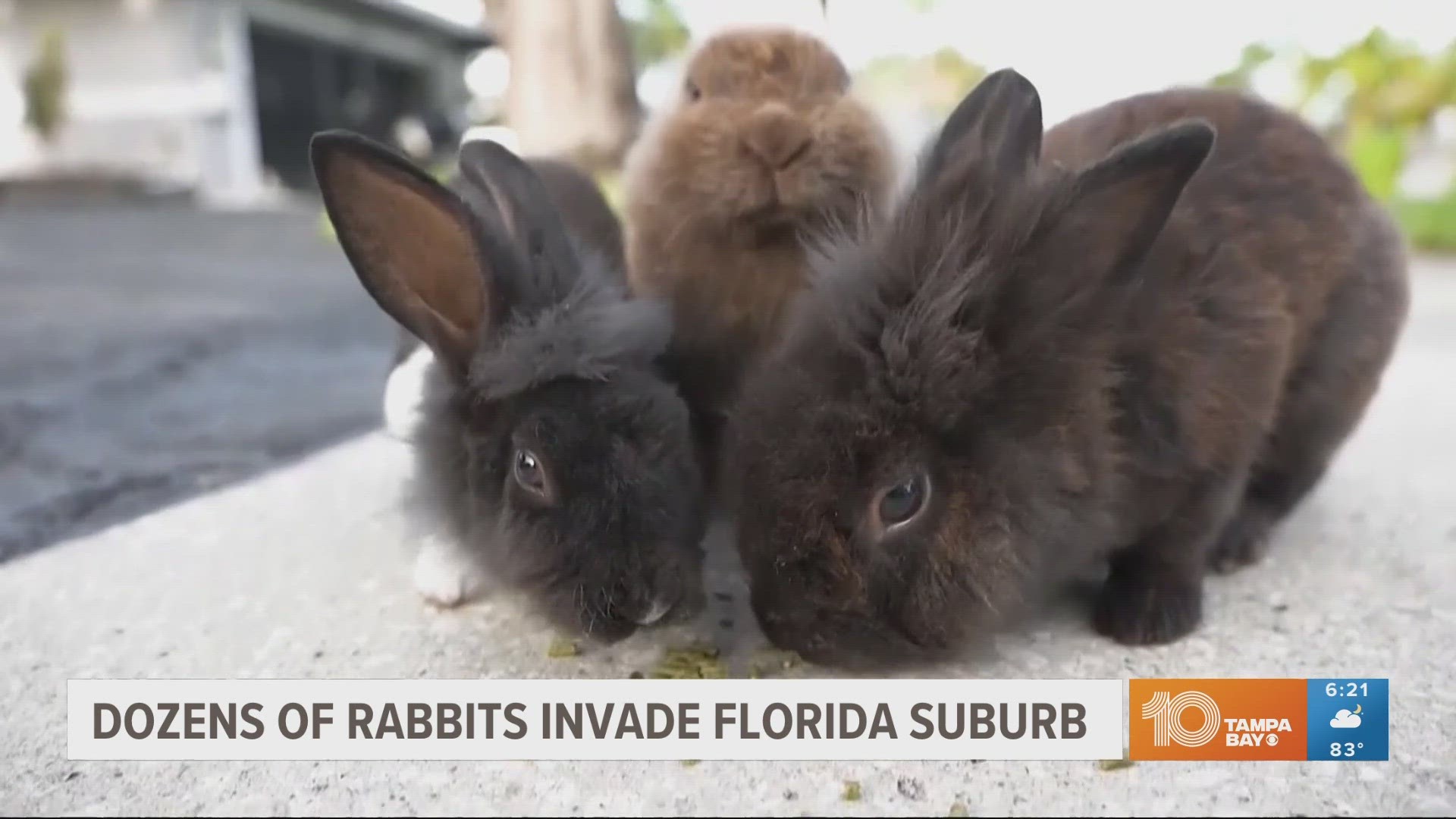 Residents are raising money to relocate the rabbits, which dig holes, chew wiring and aren't suited for the Florida outdoors.