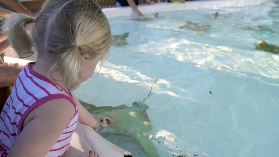 One year after 12 rays died, ZooTampa will reopen stingray touch tank, Travel & Leisure, Tampa