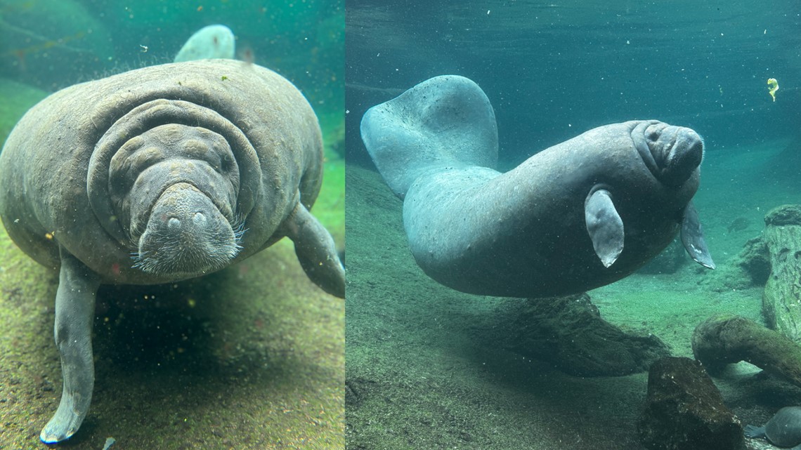 ZooTampa announces passing of 65-year-old manatee - Vimarsana News