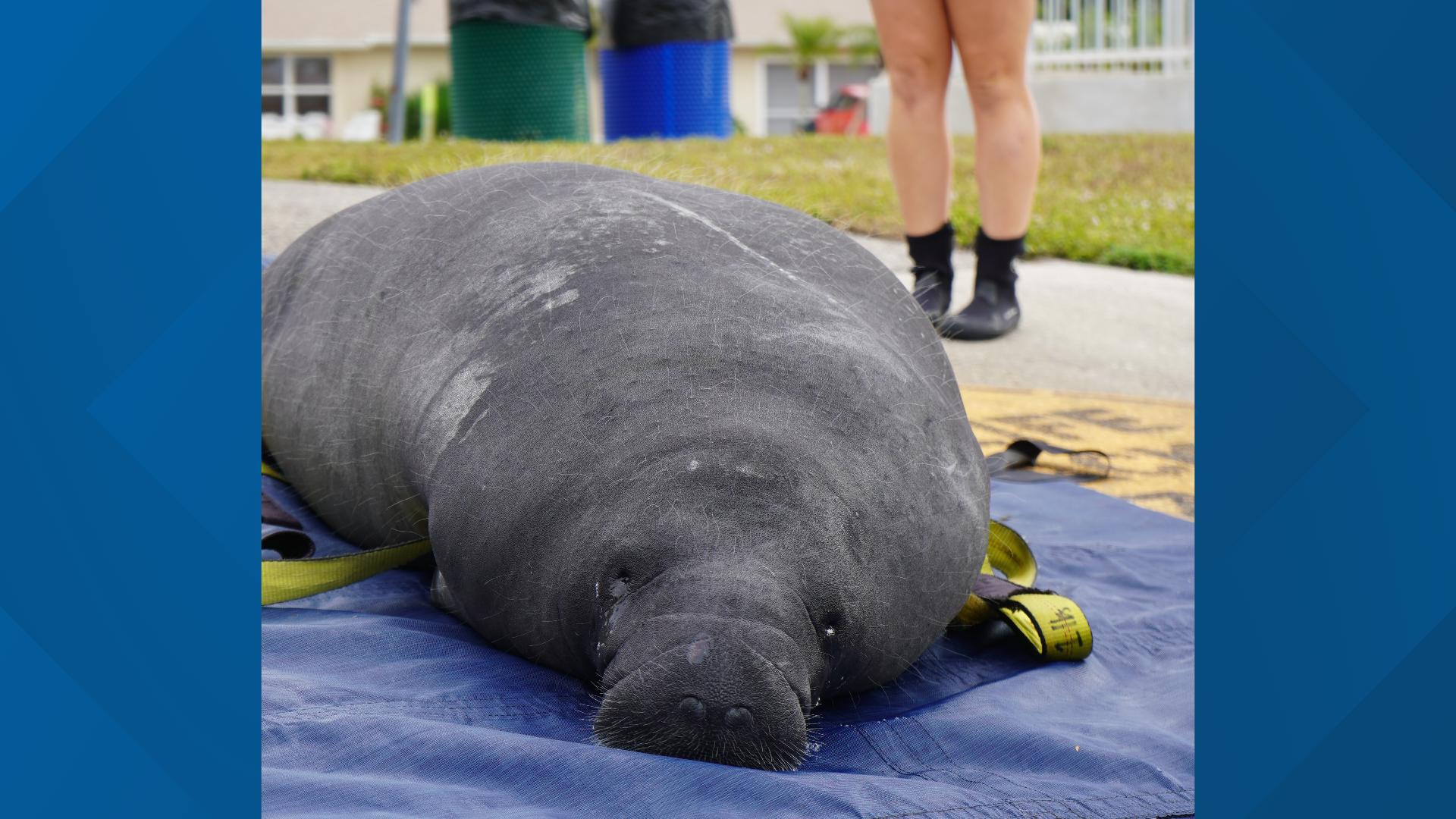 ZooTampa releases record number of rehabilitated manatees into Florida ...