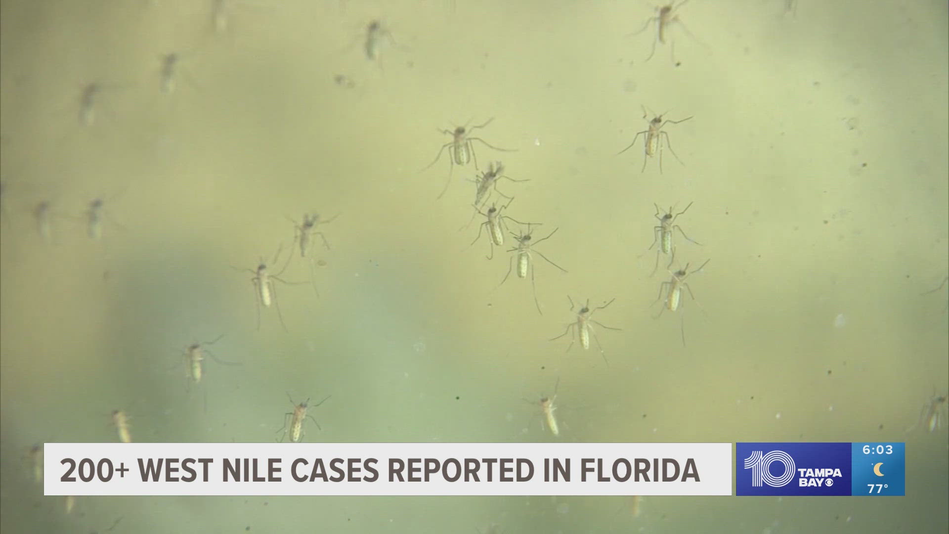 There are 216 cases of the virus reported in 31 states so far this year.