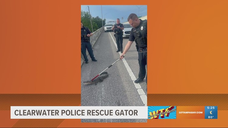 Clearwater police rescue alligator found on side of the road