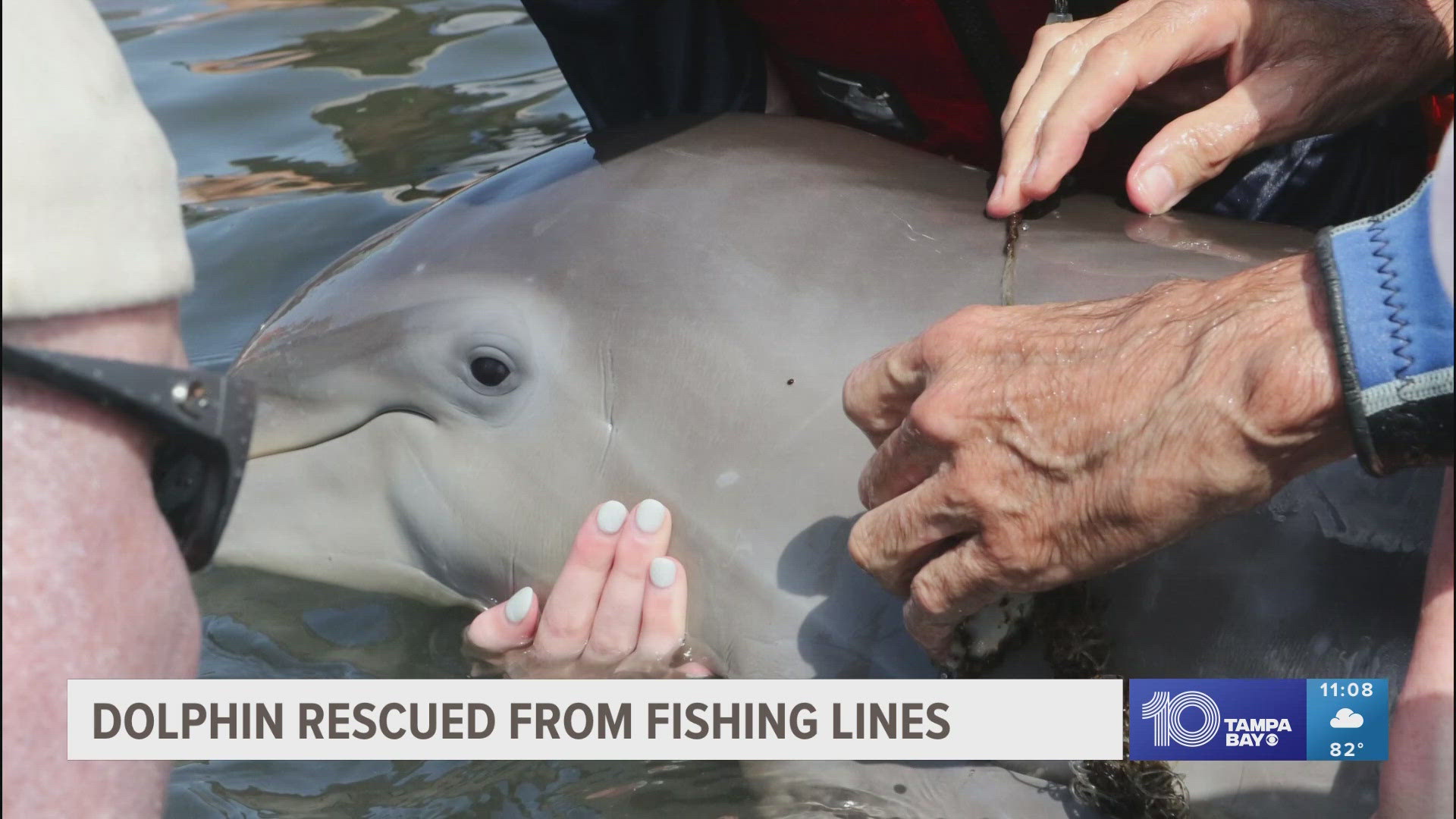 A paddleboarder spotted the baby and its mother and reported the injured animal to wildlife rescuers.