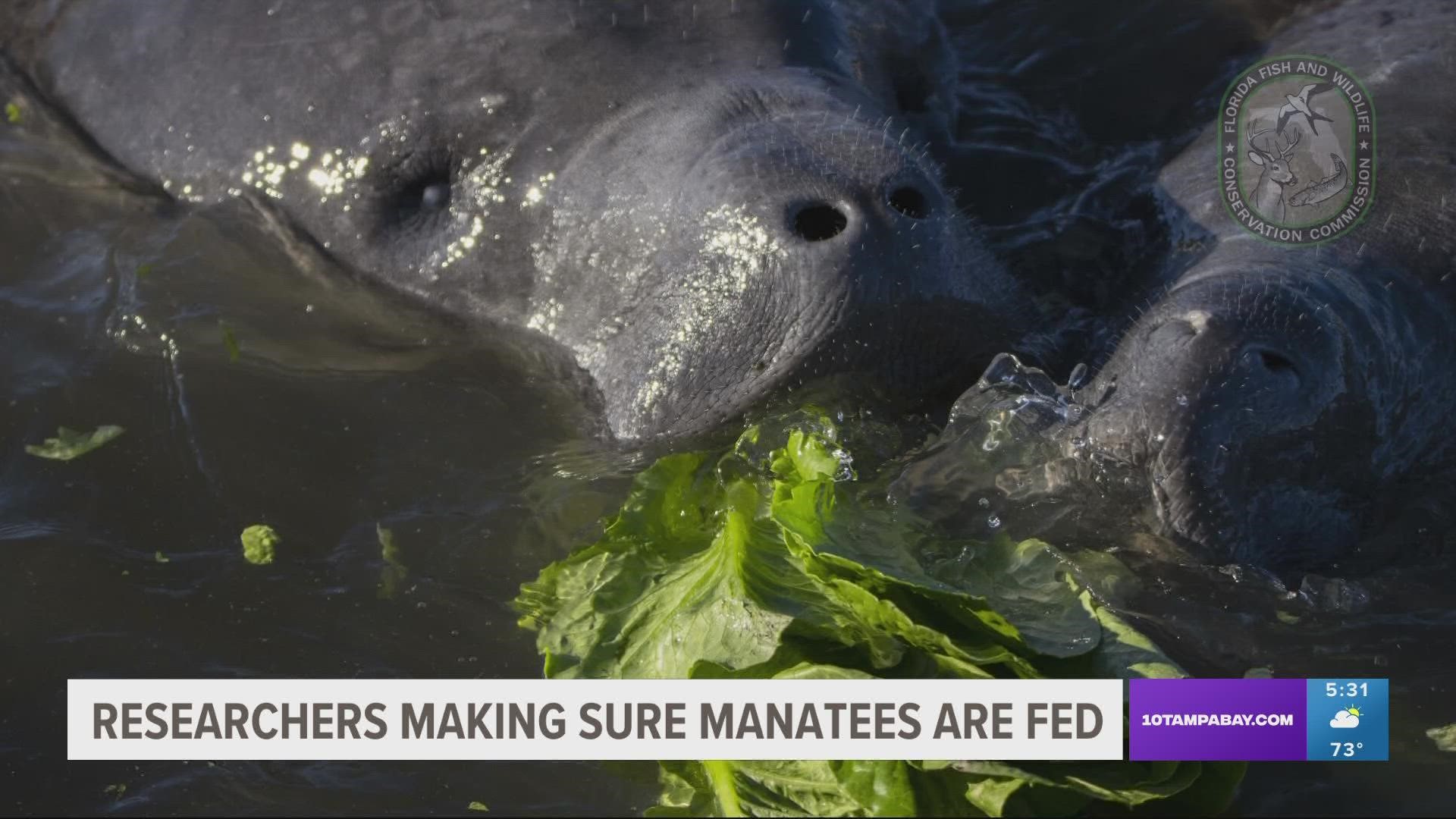 With cooler weather, manatees often choose staying warm over staying fed. FWC is helping sea cows do both.