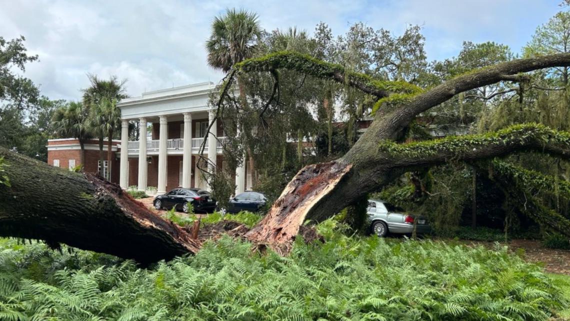 Oak Tree Falls On Florida Govs Mansion Amid Hurricane Idalia 