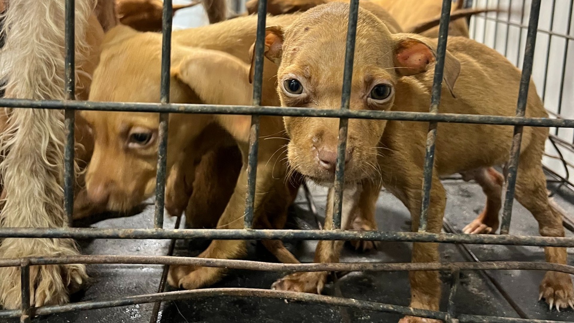 Mom dog, her puppies found abandoned in locked rusty cage | wtsp.com