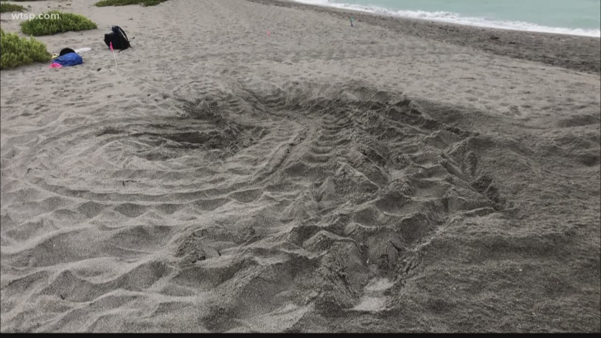 Two rare leatherback turtles have taken up residence right here in Sarasota. Two big nests prove it. 

These vulnerable animals typically nest on the east coast. It’s a big find, especially since turtle nesting season is just eight days old.