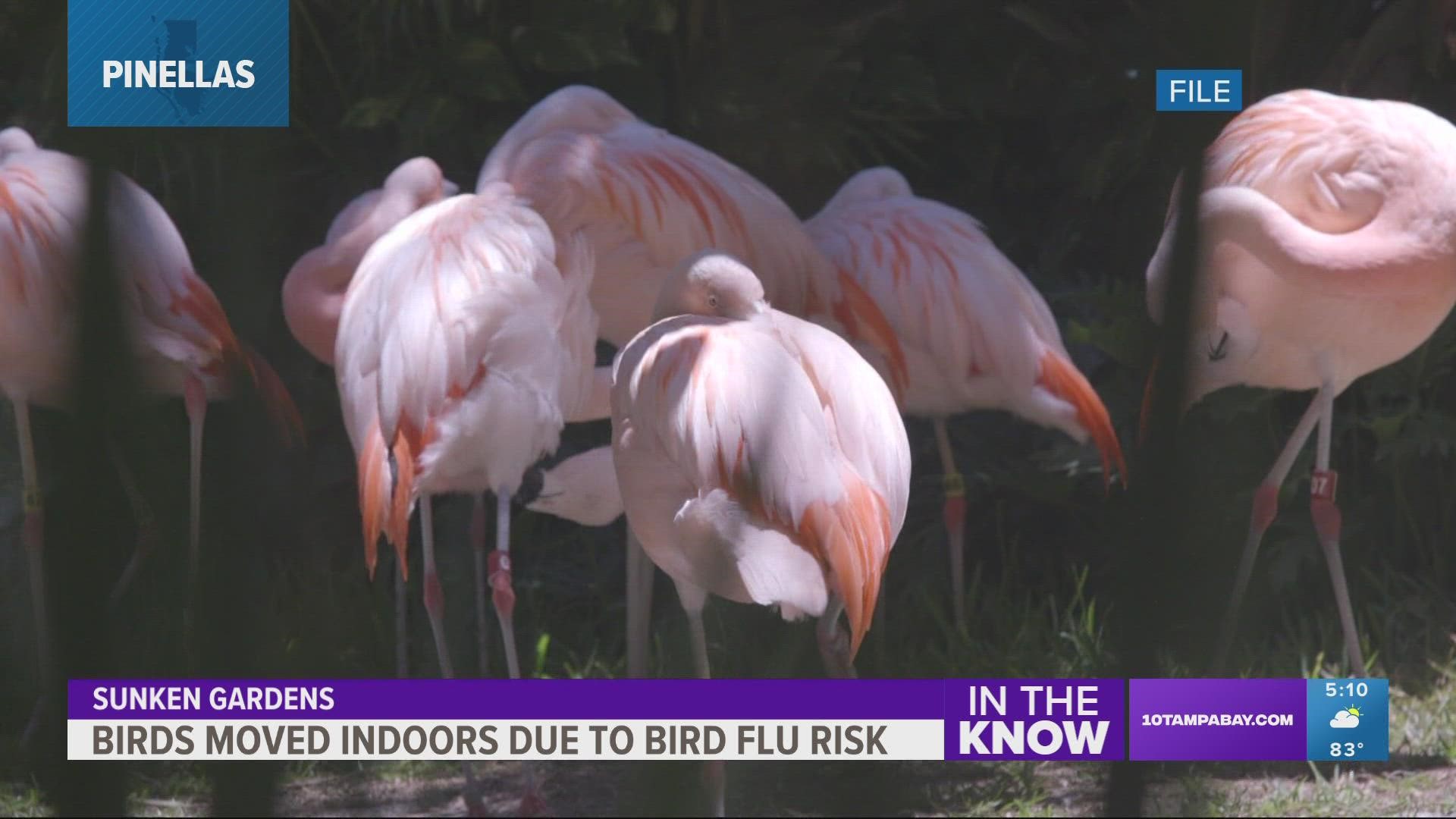 The flamingos and parrots have been moved indoors as a precaution.