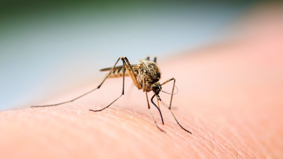 New invasive mosquito species spreading in Florida | wtsp.com