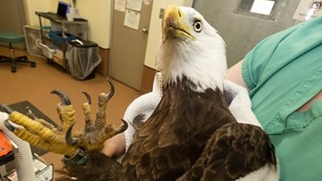 Zoo Miami's eagle-cam star, 'Rita,' in critical condition