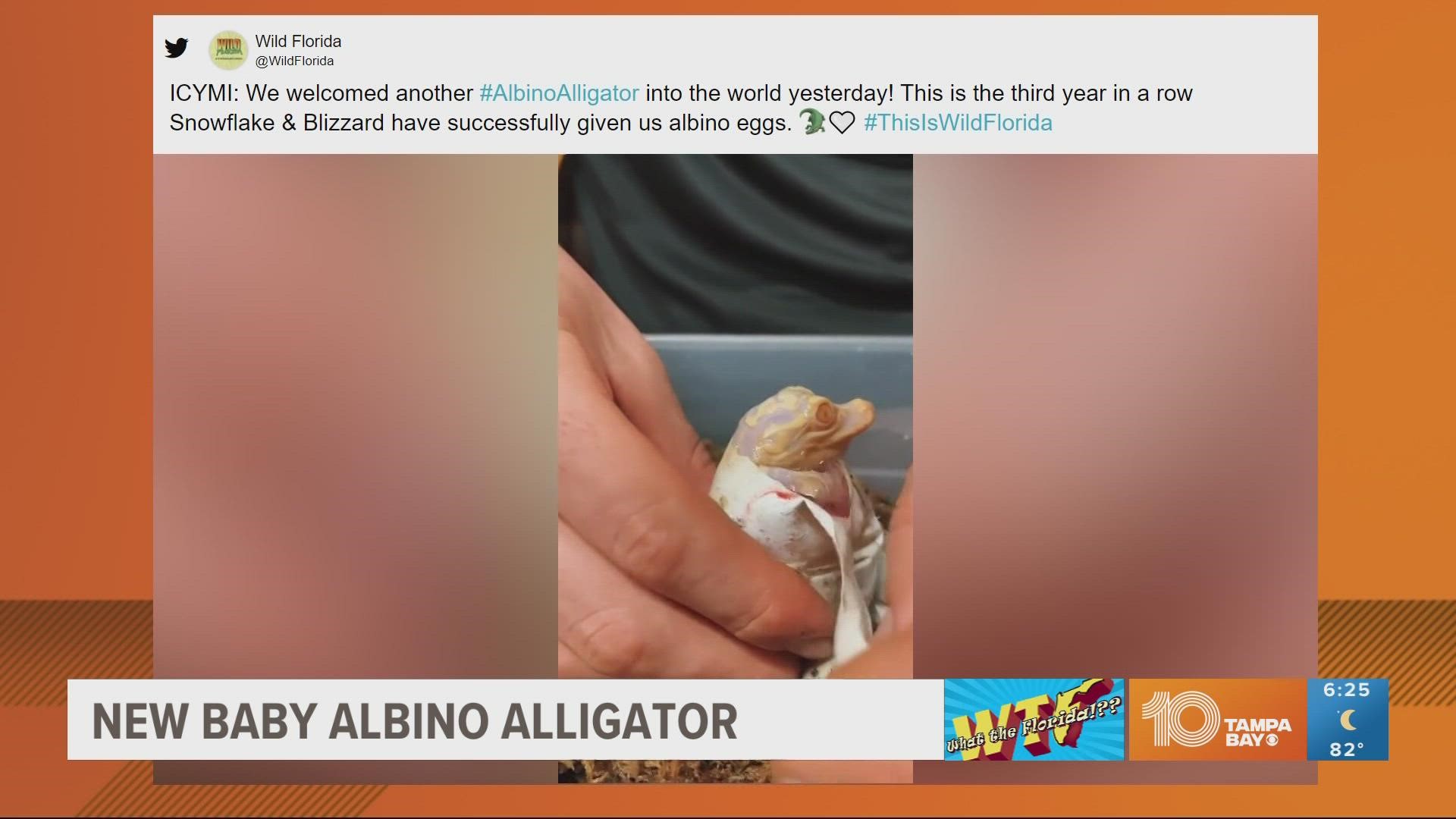 Rare albino alligator babies hatched at Wild Florida