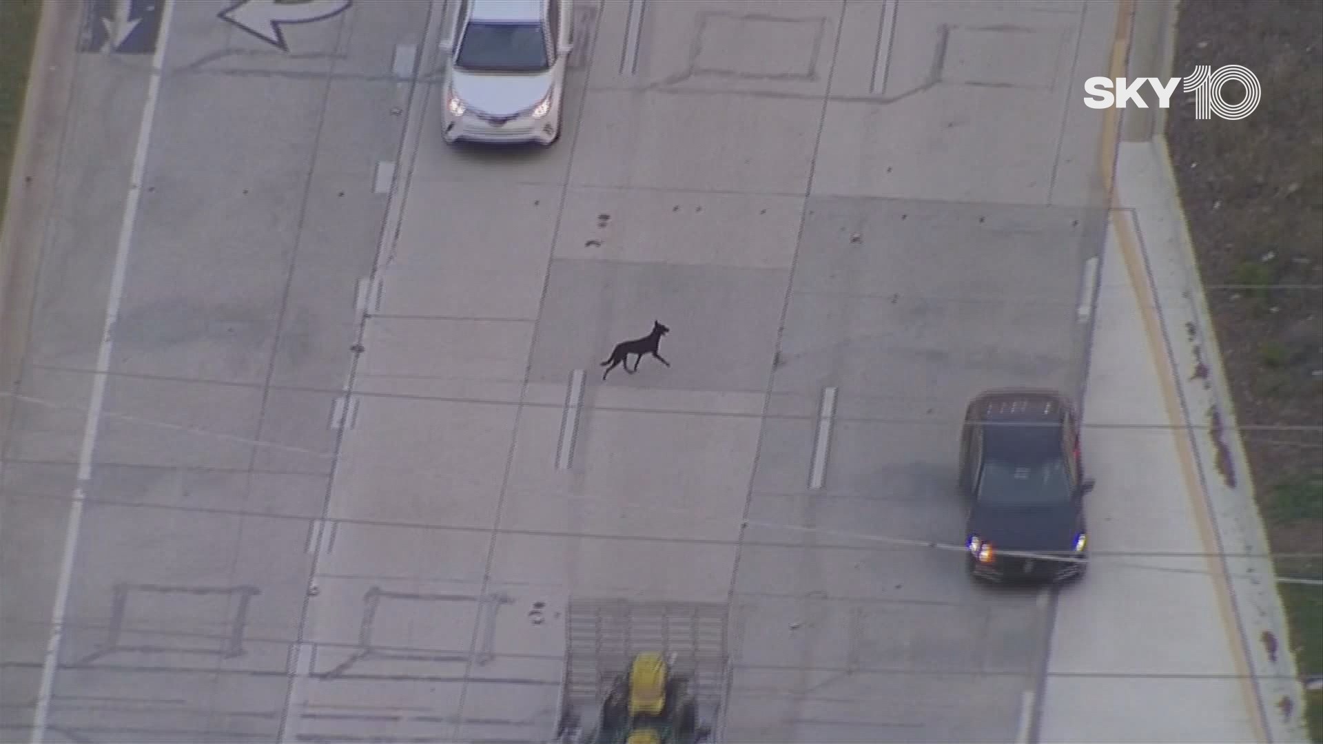 A dog got loose after his owner caused a four-car crash on N. Dale Mabry Hwy in Tampa, police said Tuesday morning.