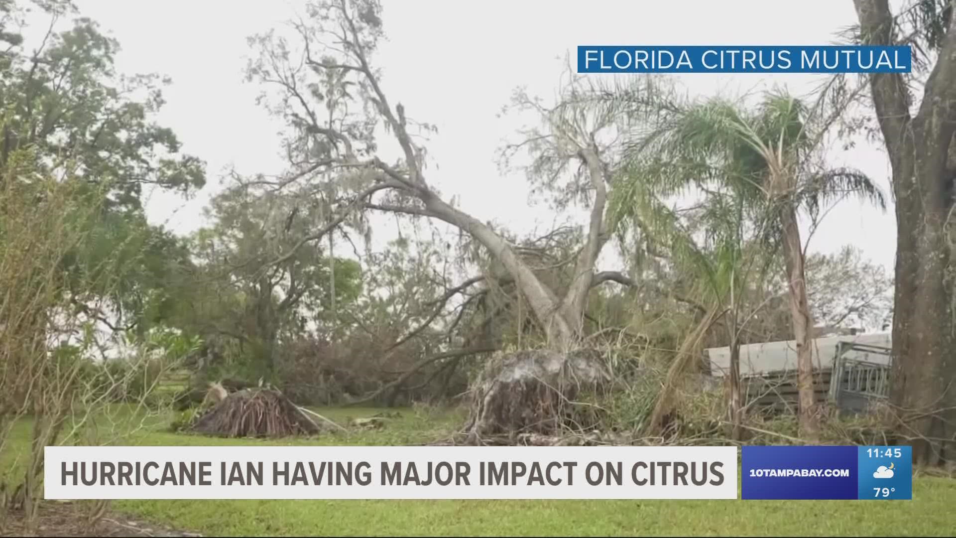 A lot of fruit was reportedly seen on the ground or floating in flooding waters by people in areas impacted by Hurricane Ian.