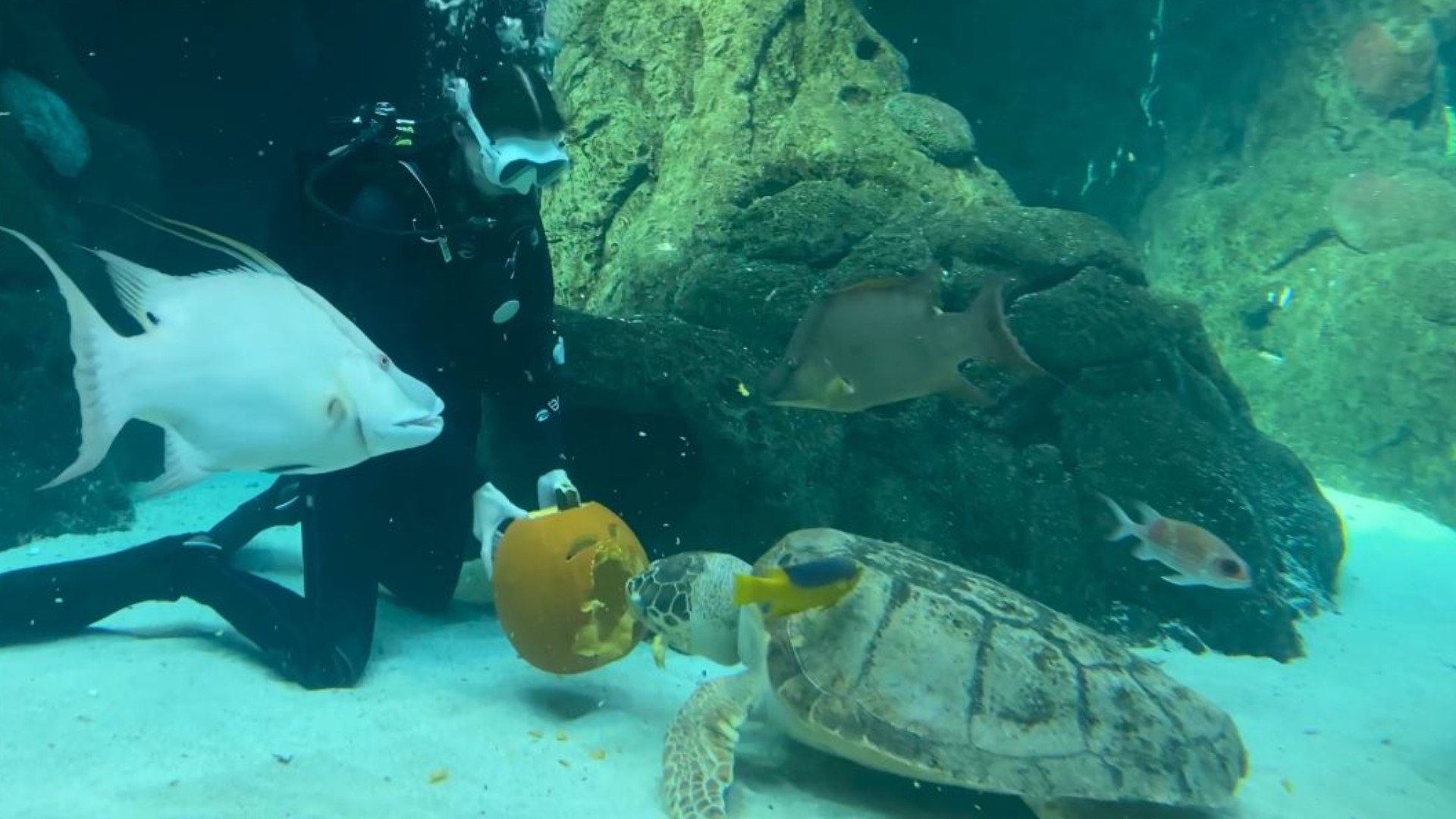 Florida Aquarium animals get pumpkins | wtsp.com