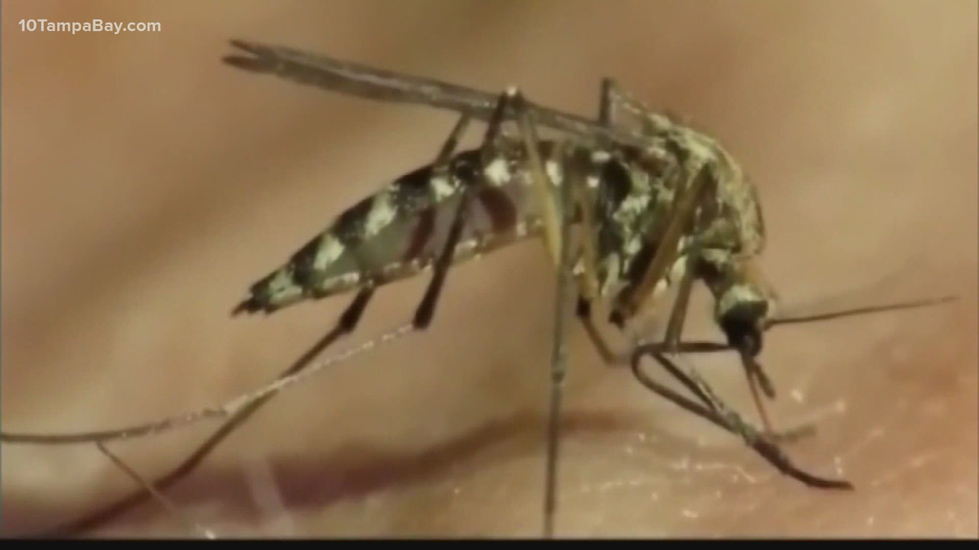 The Florida Department of Health announced the case on Tuesday and warned people that there has been an increase in mosquito-borne disease reports in the area.