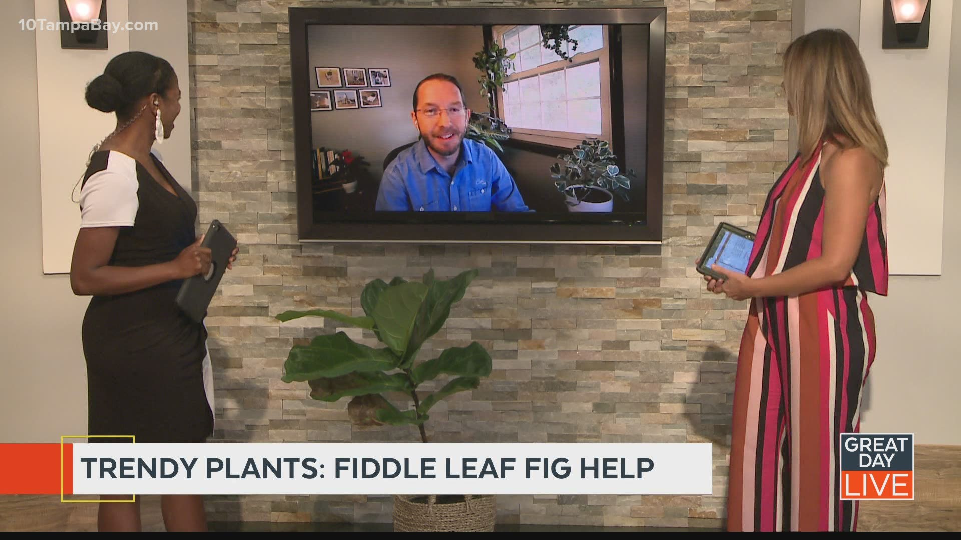 Trendy Plants: Fiddle Leaf Fig Help