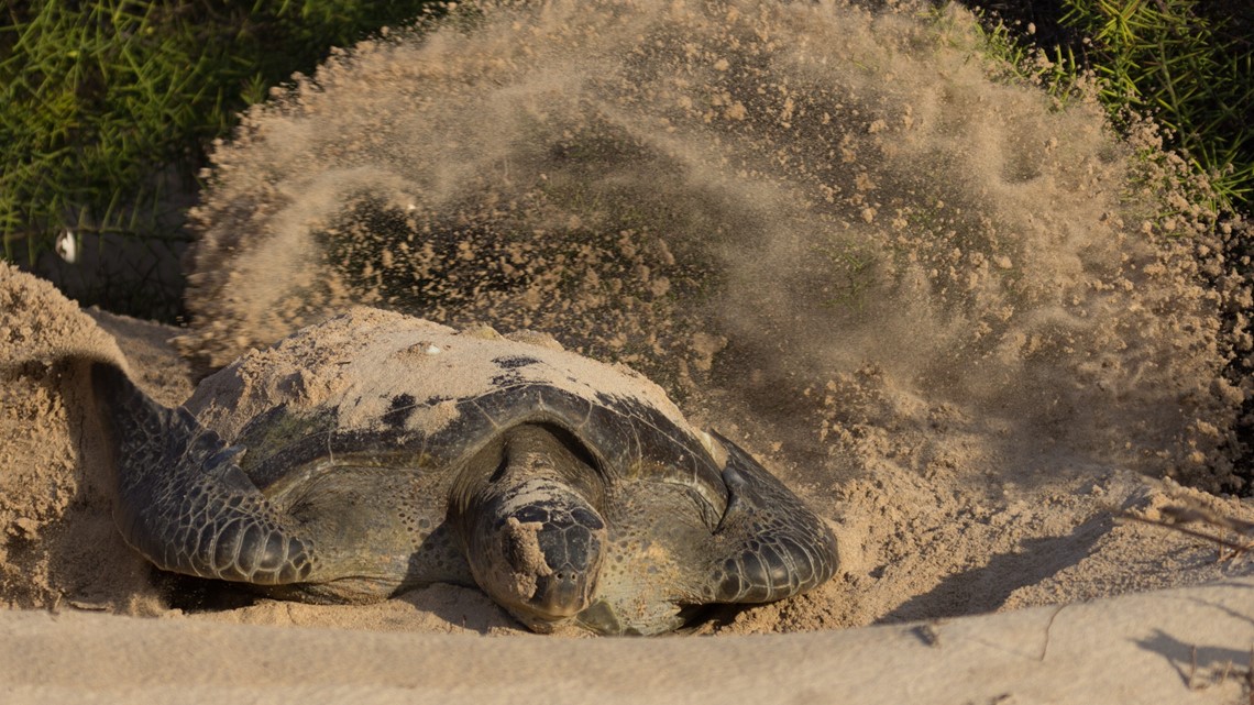 Firefighters Rescue Massive Sea Turtle On Florida Beach | Wtsp.com