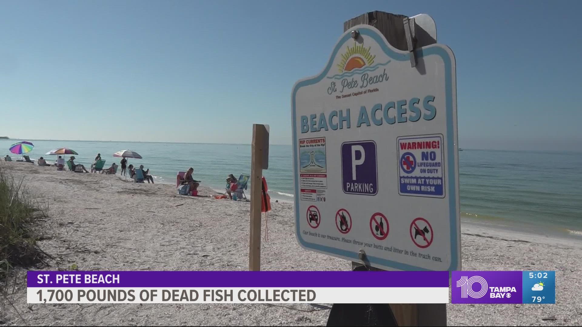 Crews working from Thursday to Monday removed nearly one ton worth of dead fish from the shores of St. Pete Beach.