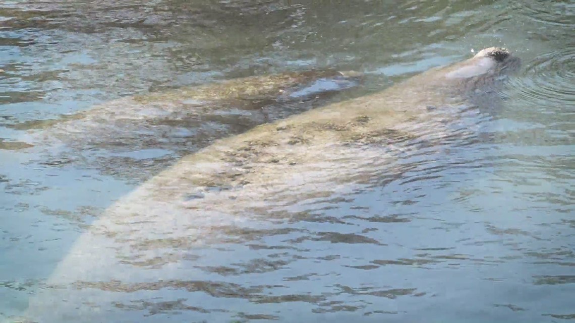 Manatee viewing center in Apollo Beach reopens today