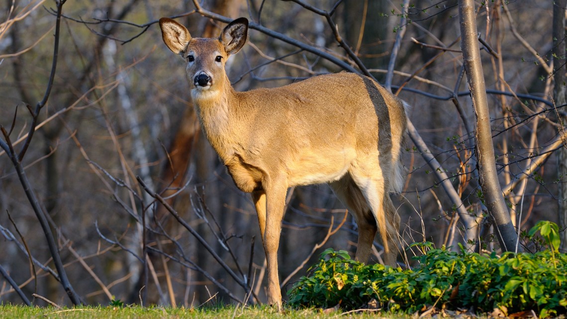 Chronic Wasting Disease Found In Florida Deer | Wtsp.com