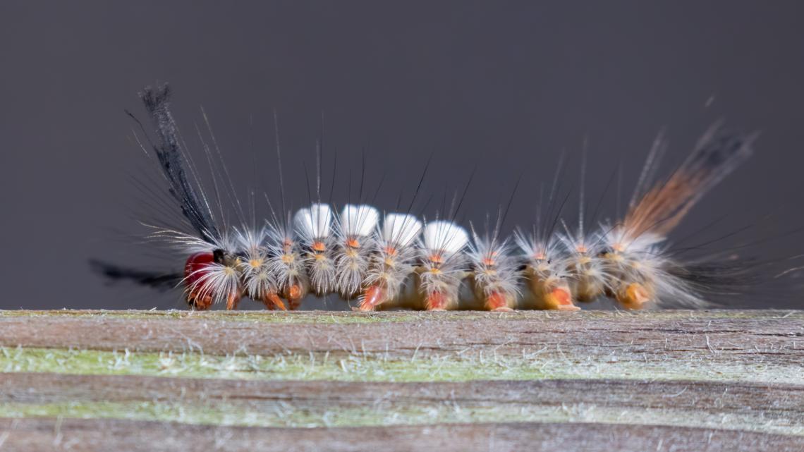 Watch out for the stinging Io moth caterpillars in South Florida - Axios  Miami