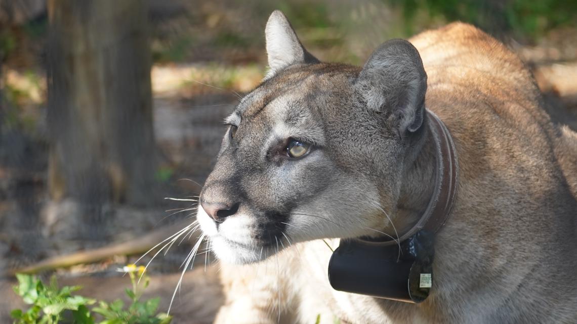 ZooTampa takes in injured Florida panther as its newest resident