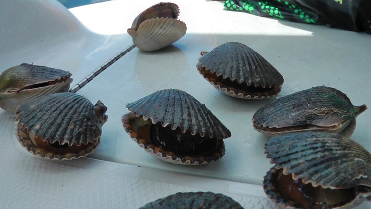 Scallop season is here: What you need to know