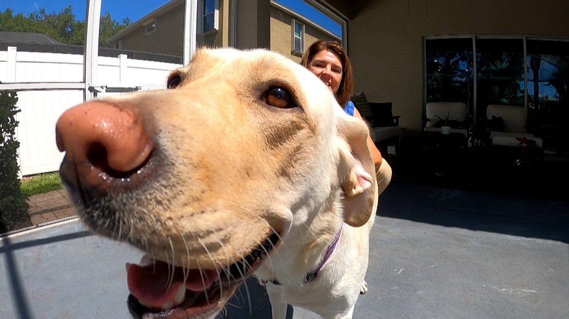 Florida Gold Star family receives Southeastern Guide Dog - Vimarsana News