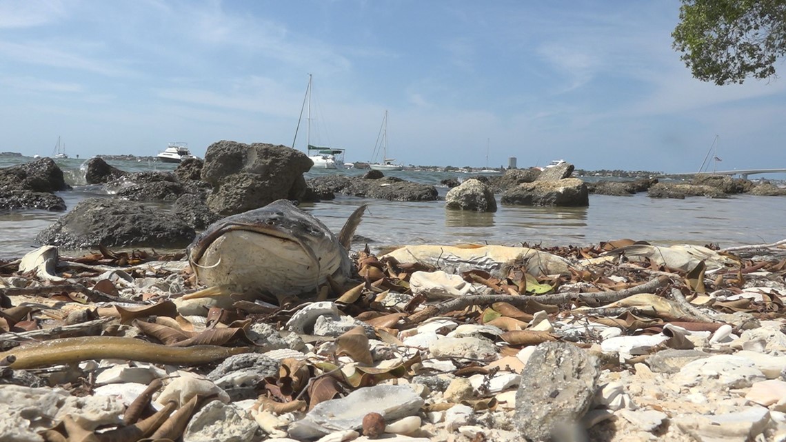 Shrimp boats clean dead fish from Tampa Bay's Red Tide