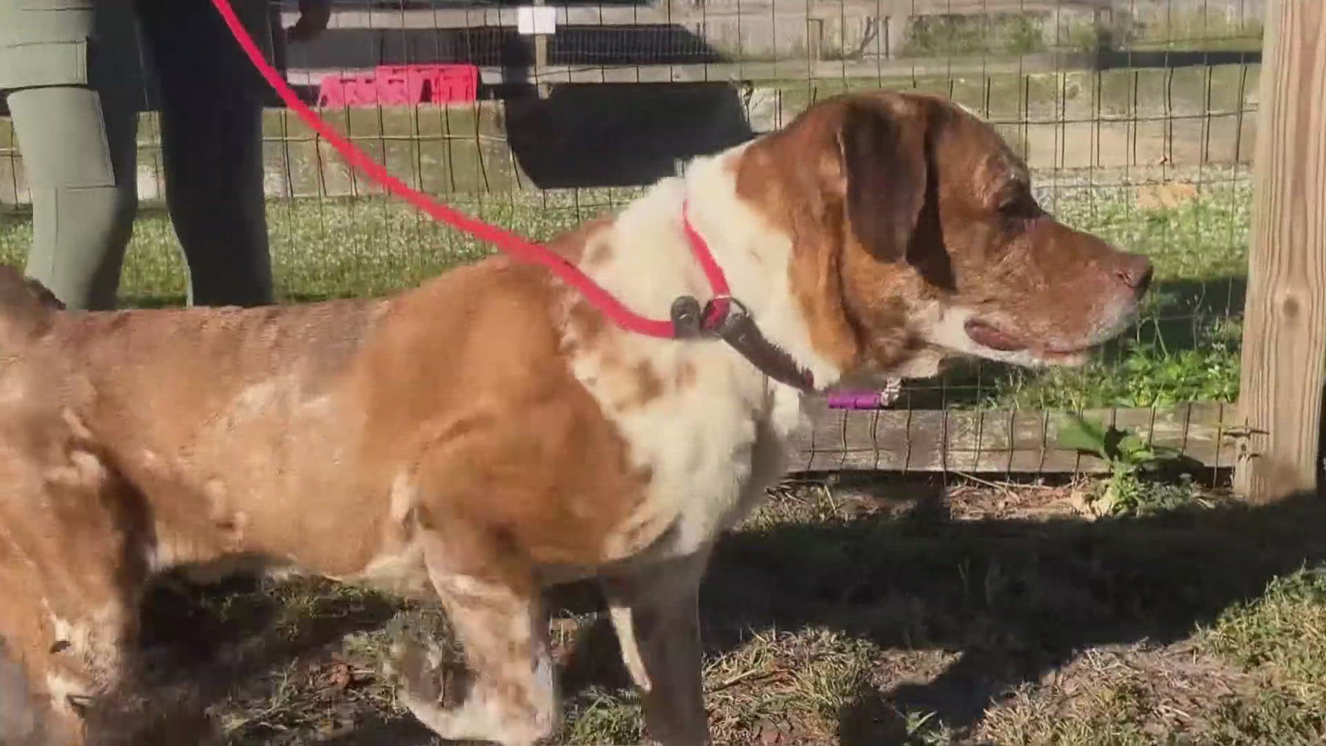 SPCA Tampa Bay hosted a Clear the Shelter event to help many four-legged friends find a home.