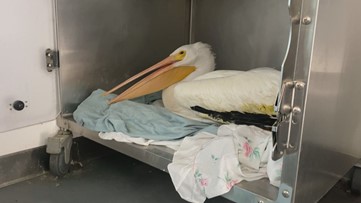 Wildlife rescuers treating several birds sickened by red tide