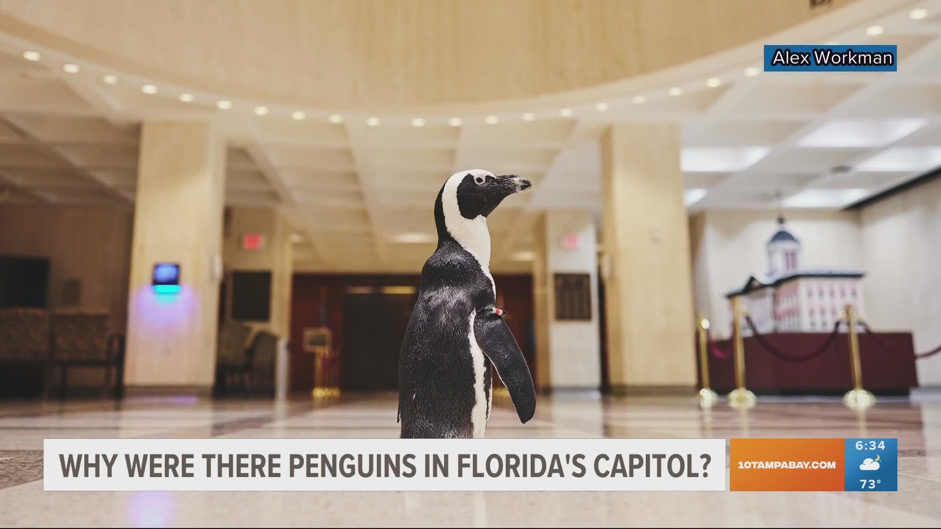 This Week in Politics we tracked down the capitol penguins to find out what brought them to Tallahassee.
