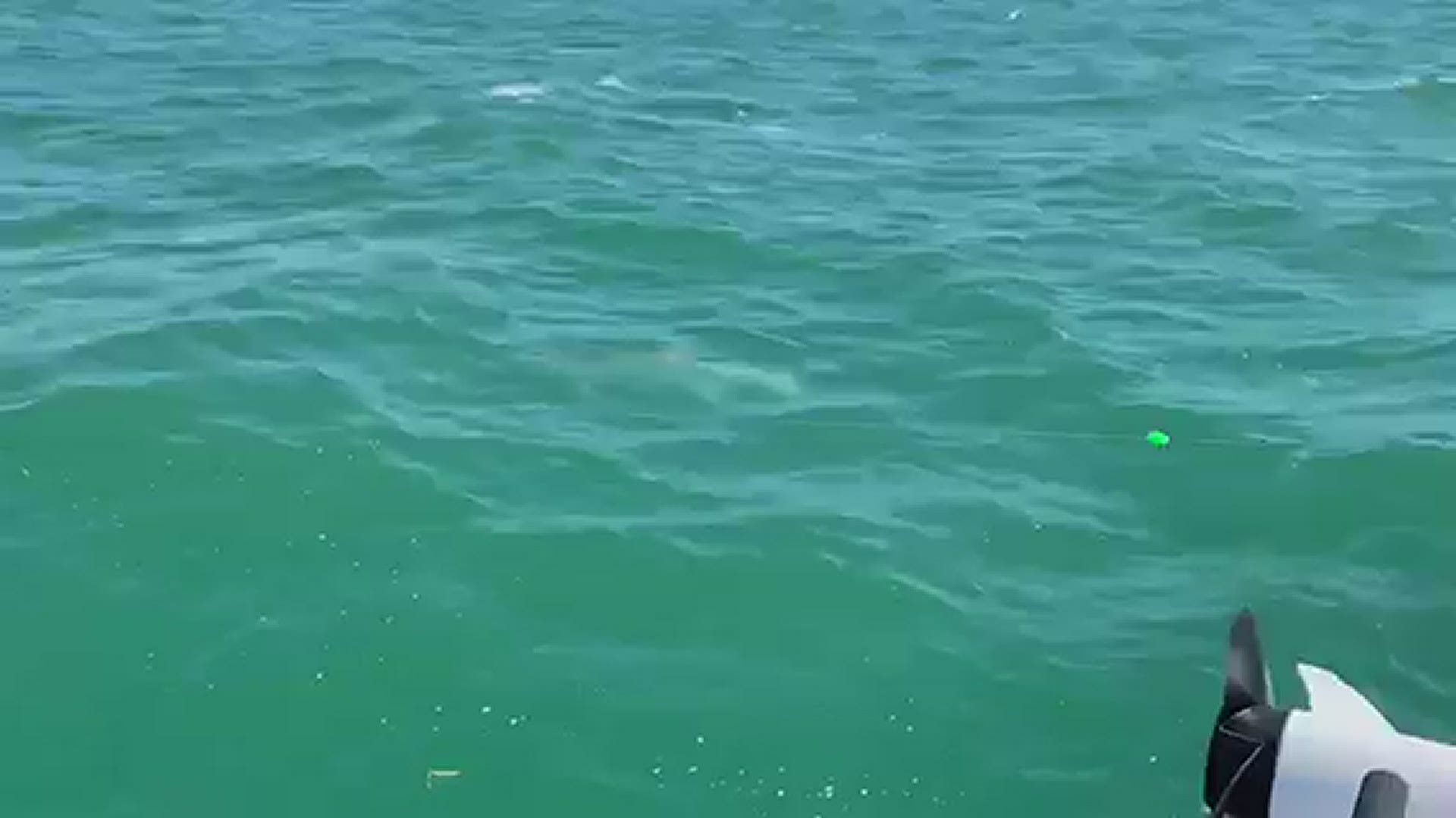 The video was taken by local anglers in Sarasota.