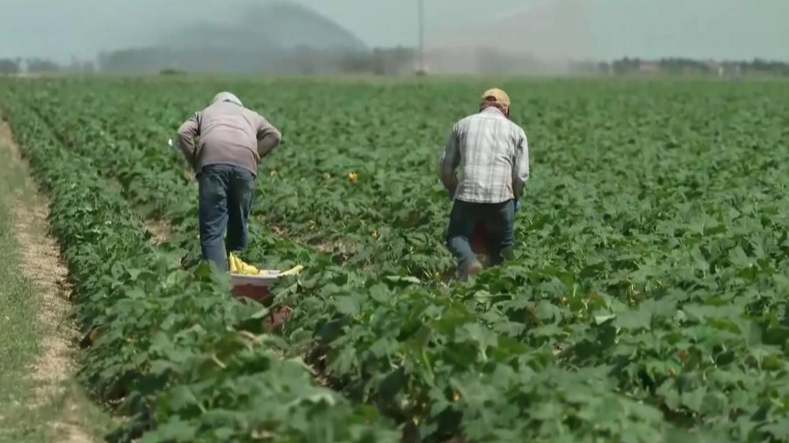 How new anti-illegal immigration bill impacts Florida workforce wtsp