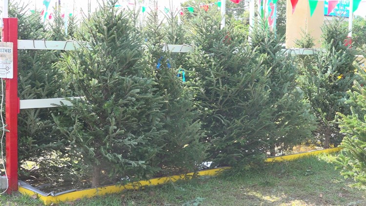 Here's why your live Christmas tree will likely cost more this year