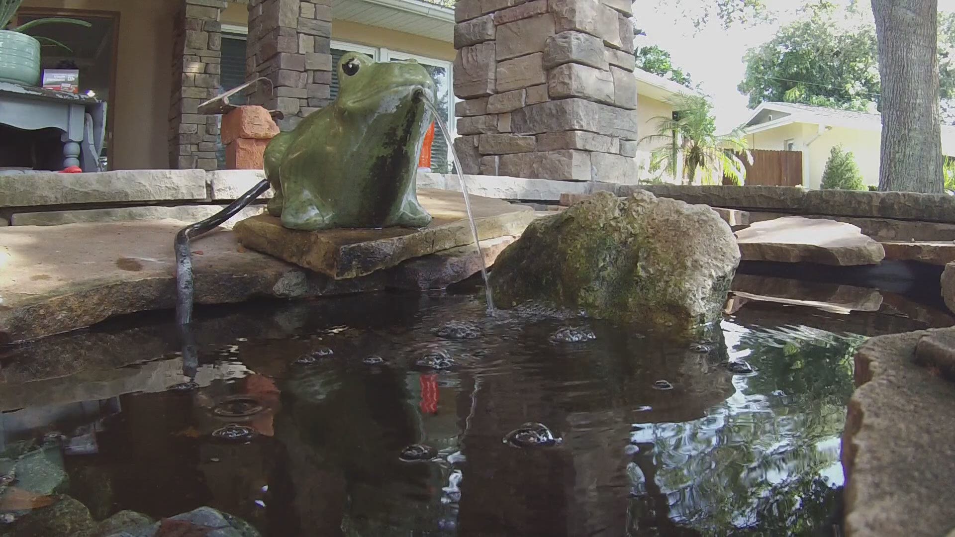 A typical Florida home can be surrounded by lush landscaping, while some have palm trees and tropical flowers. Maybe there's a fish pond or even kids' toys scattered around. All of these things hold water and are the perfect place for mosquitoes to hide and breed. Mike Feliciano with Bee Green Lawn Care walked 10News around a home to show us what to look for.