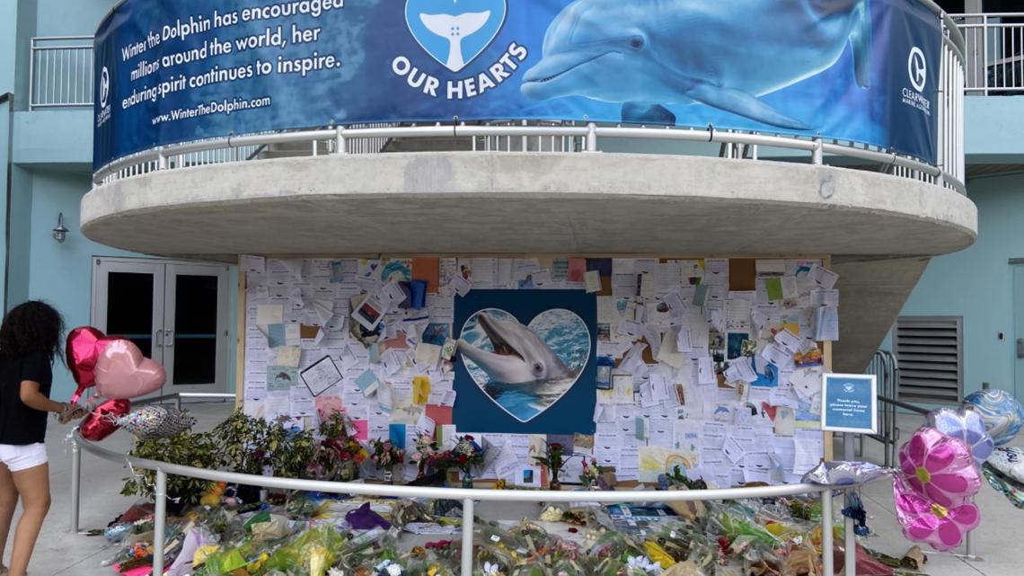 Remembering Winter the Dolphin - Clearwater Marine Aquarium