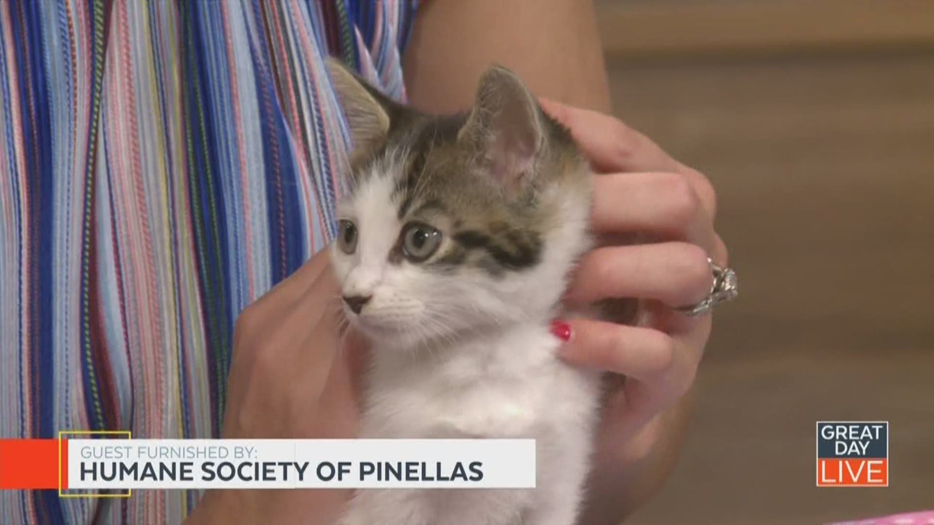 Go to humanesocietyofpinellas.org for more information on Percy and the kitten crusader program.