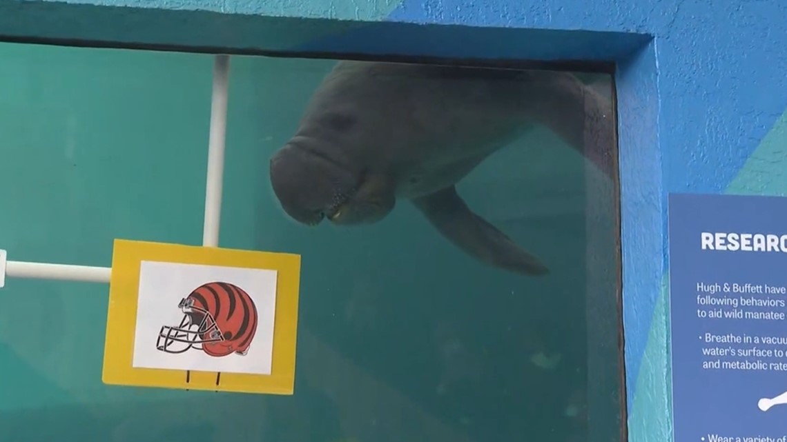 Who Will Win Super Bowl LV? Dolphin, Manatees Pick, Patch PM