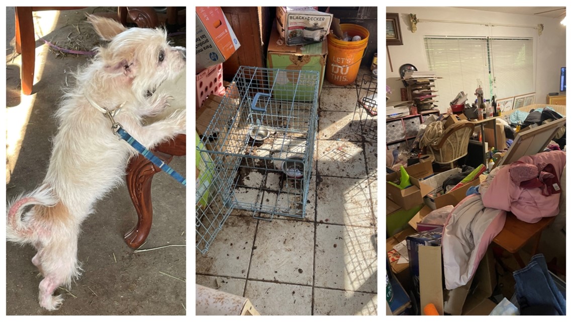 8 dogs, 2 cats removed from Florida home | wtsp.com